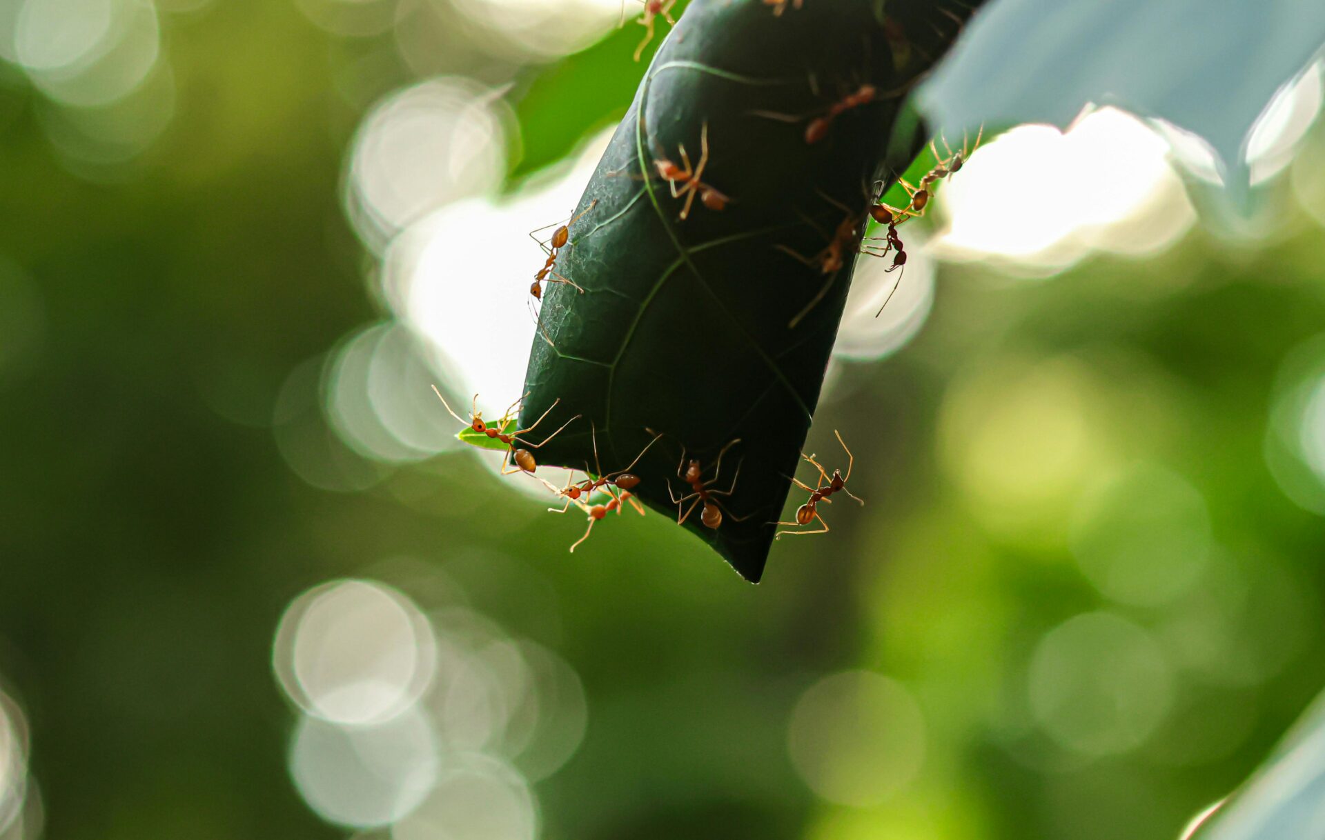 Eine Detailansicht von Ameisen, die in ihrer natürlichen Umgebung an einem grünen Blatt arbeiten.