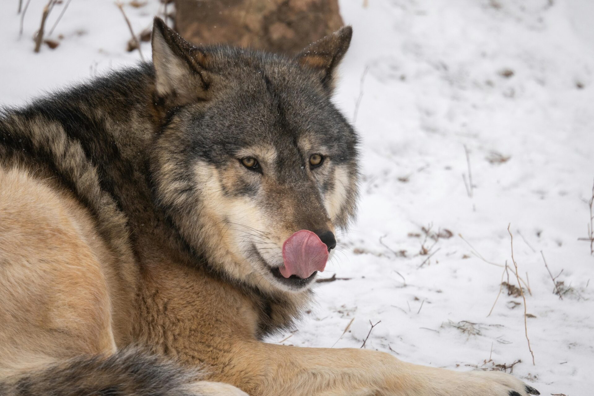 Ein majest&Atilde;&curren;tischer grauer Wolf leckt seine Nase, w&Atilde;&curren;hrend er auf schneebedecktem Boden ruht.