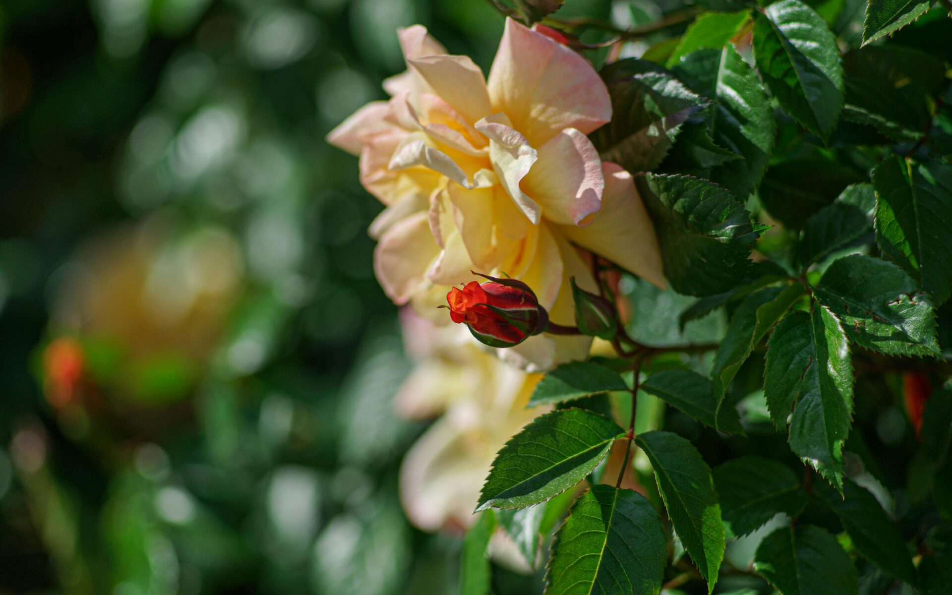 Eine leuchtend gelbe Rose und Knospe, eingefangen in einer üppigen Gartenkulisse, die natürliche Schönheit und Eleganz zur Schau stellt.