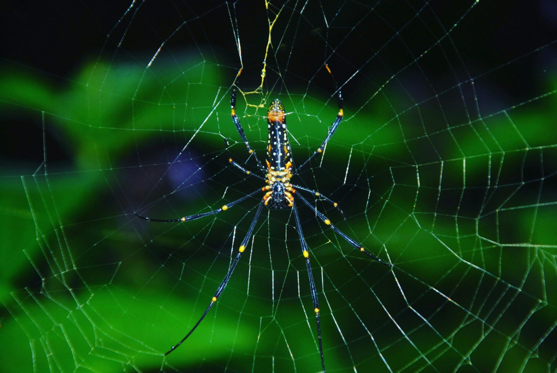 Eine farbenfrohe Golden Orb Weaver-Spinne ruht auf ihrem komplizierten Netz im &Atilde;&frac14;ppigen Sinharaja-Regenwald in Sri Lanka.