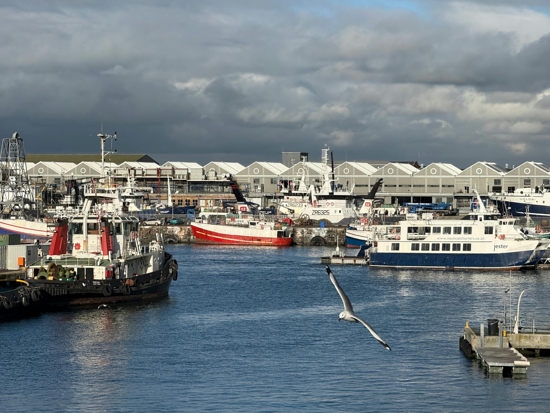 Ein gesch&Atilde;&curren;ftiger Hafen mit Booten und einer M&Atilde;&para;we, die &Atilde;&frac14;ber die Gew&Atilde;&curren;sser von Kapstadt, S&Atilde;&frac14;dafrika, fliegt.