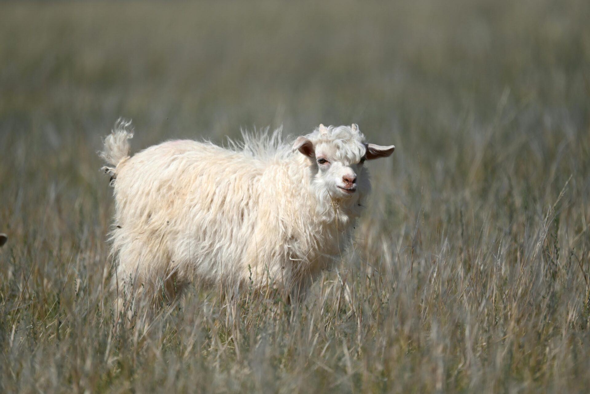 Eine flauschige wei&Atilde;Ÿe Ziege steht auf einer weiten Wiese und stellt ihr lockiges Fell und ihr friedliches Wesen zur Schau.